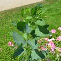 Nicotiana glauca (2)